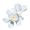 Tall Gardenia Evergreen Shrub 2 Gallon Potted Plant O450