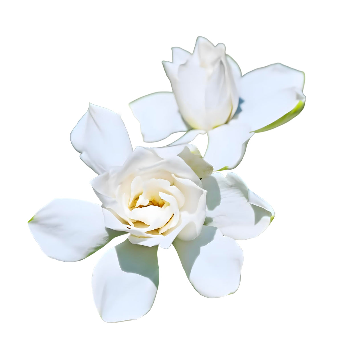 Tall Gardenia Evergreen Shrub 2 Gallon Potted Plant O450